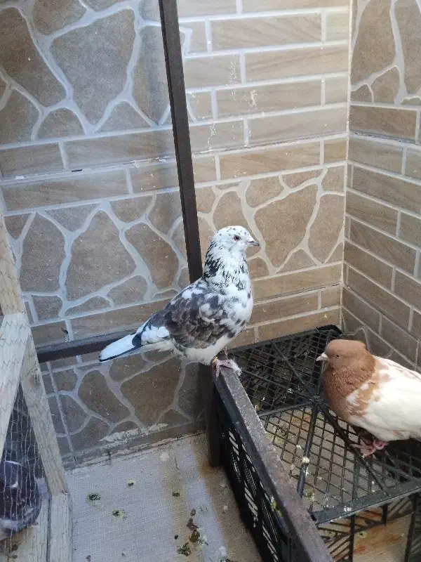 کبوتر|پرنده|فولادشهر, مسکن مهر فولادشهر|دیوار