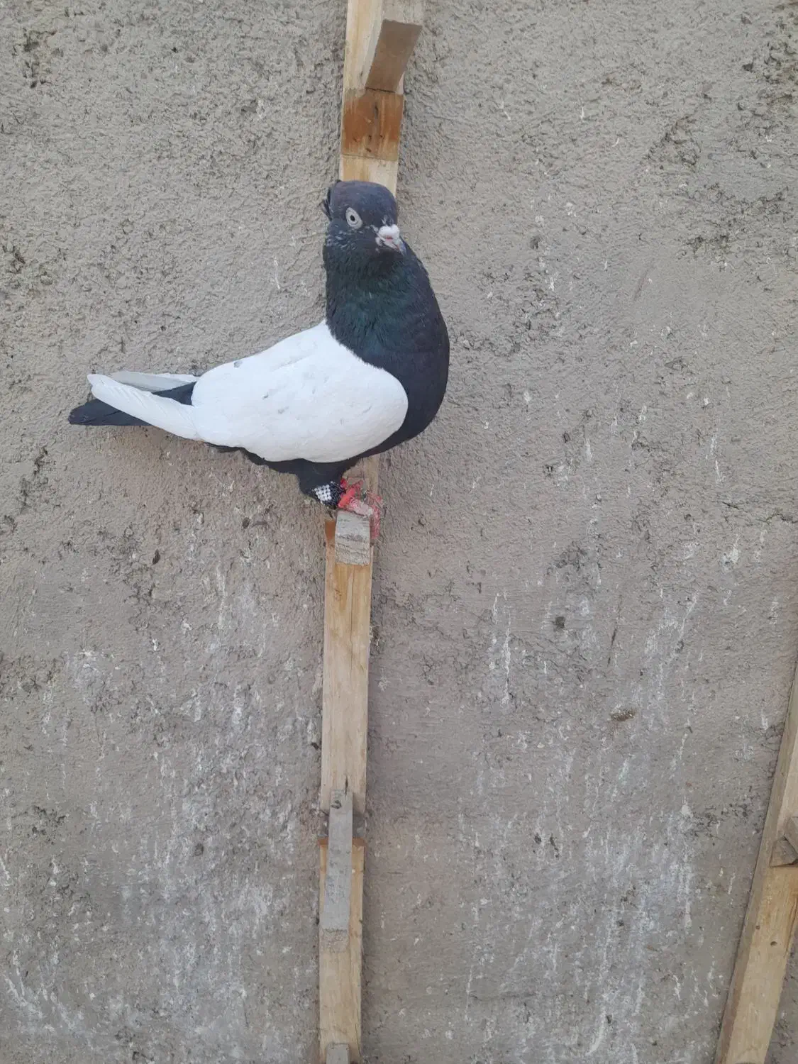 نروماده باهم قیمت ۲۵۰۰|پرنده|نیشابور, دهنو|دیوار