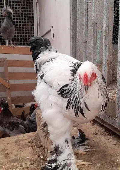 زینتی، گلین، لهستانی بلو، برهما|حیوانات مزرعه|رودسر, |دیوار