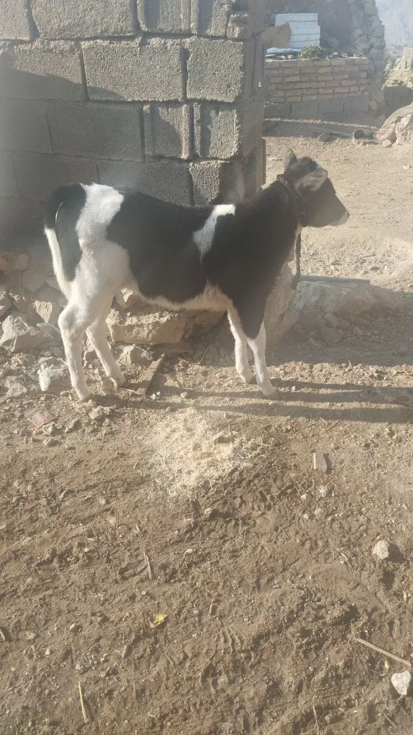 گاو گوساله دورگ|حیوانات مزرعه|ارژن, |دیوار