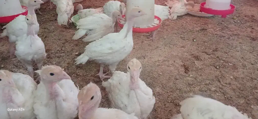 بوقلمون بیوتی جوان و ارگانیک|حیوانات مزرعه|قم, عمار یاسر|دیوار