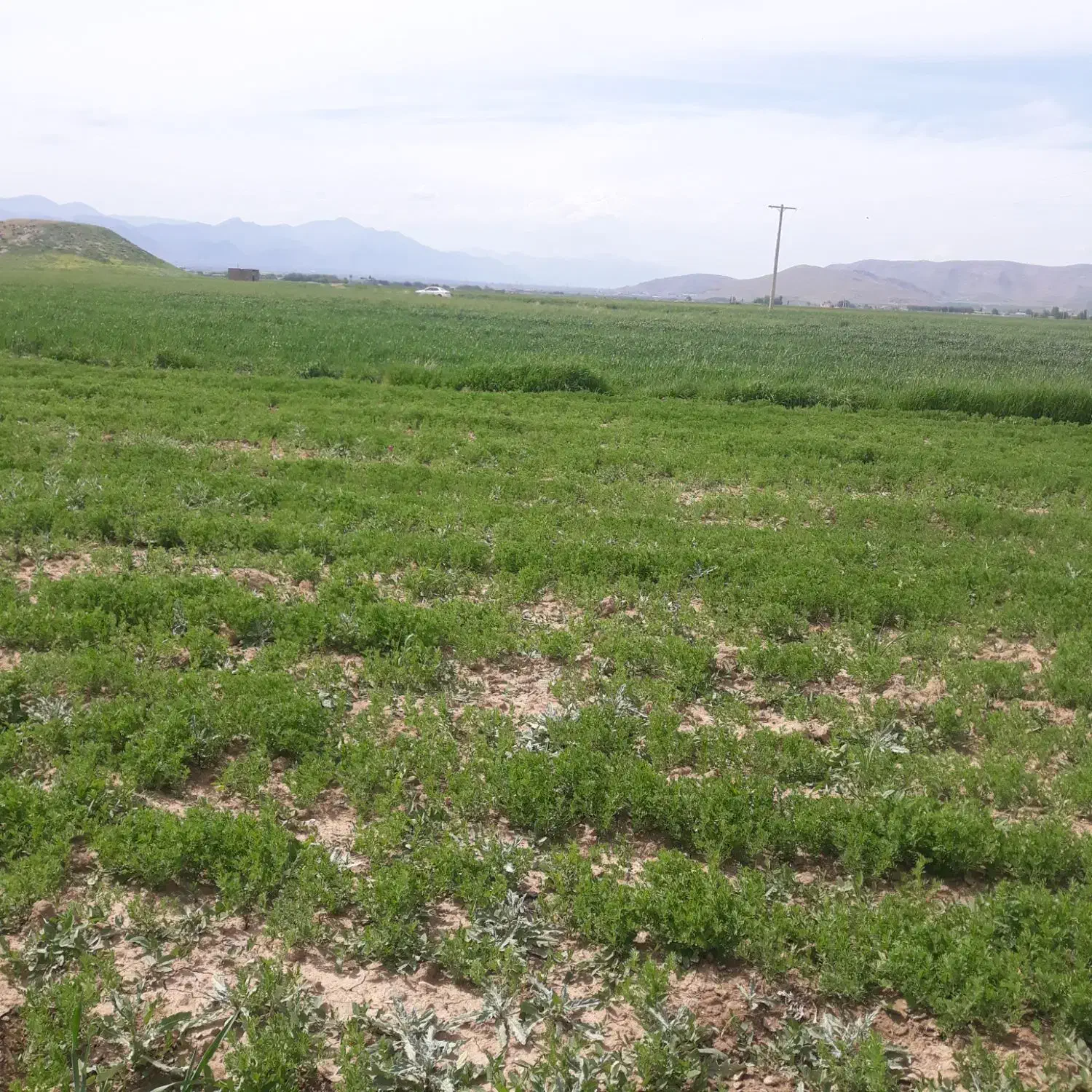 زمین کشاورزی رهن کامل|اجارهٔ دفتر صنعتی، کشاورزی، تجاری|دورود, |دیوار