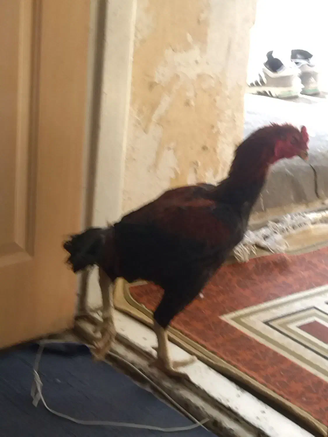 خروس لاری|حیوانات مزرعه|قم, لسانی|دیوار