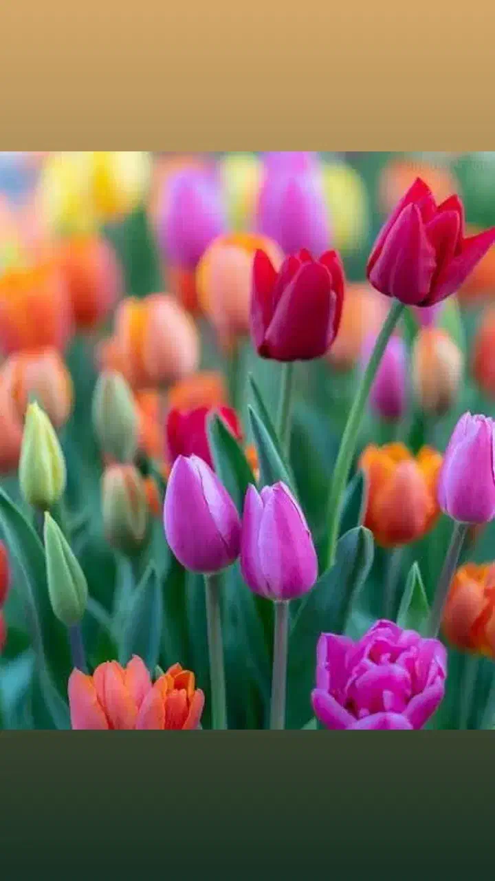 یک قطعه زمین ۲۰۰ متری شهرک فرهنگیان|فروش زمین و ملک کلنگی|هلیلان, |دیوار