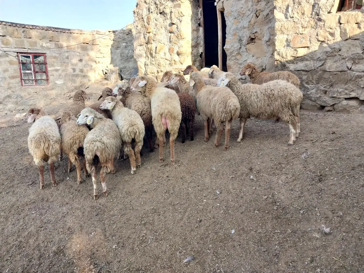 بره مغانی اصل قیمت ۲۴۵۰۰|حیوانات مزرعه|آبش احمد, |دیوار