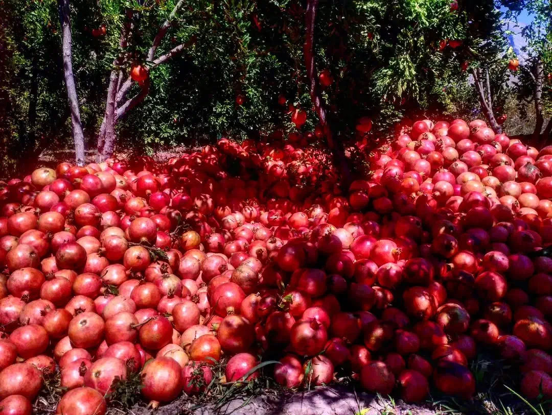 انار درجه یک طشک|خوردنی و آشامیدنی|شیراز, آزادی|دیوار