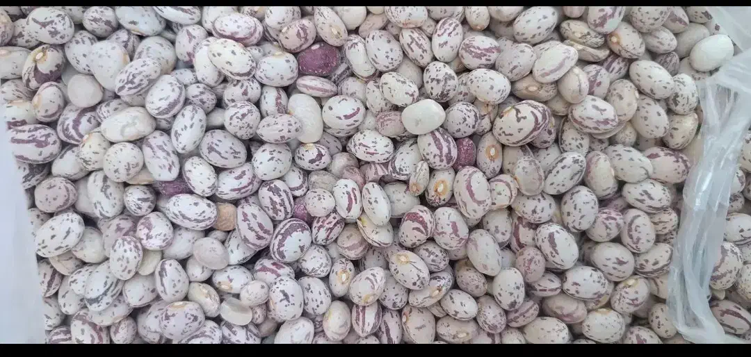 لوبیا چیتی کوشا|عمدهفروشی|الیگودرز, |دیوار