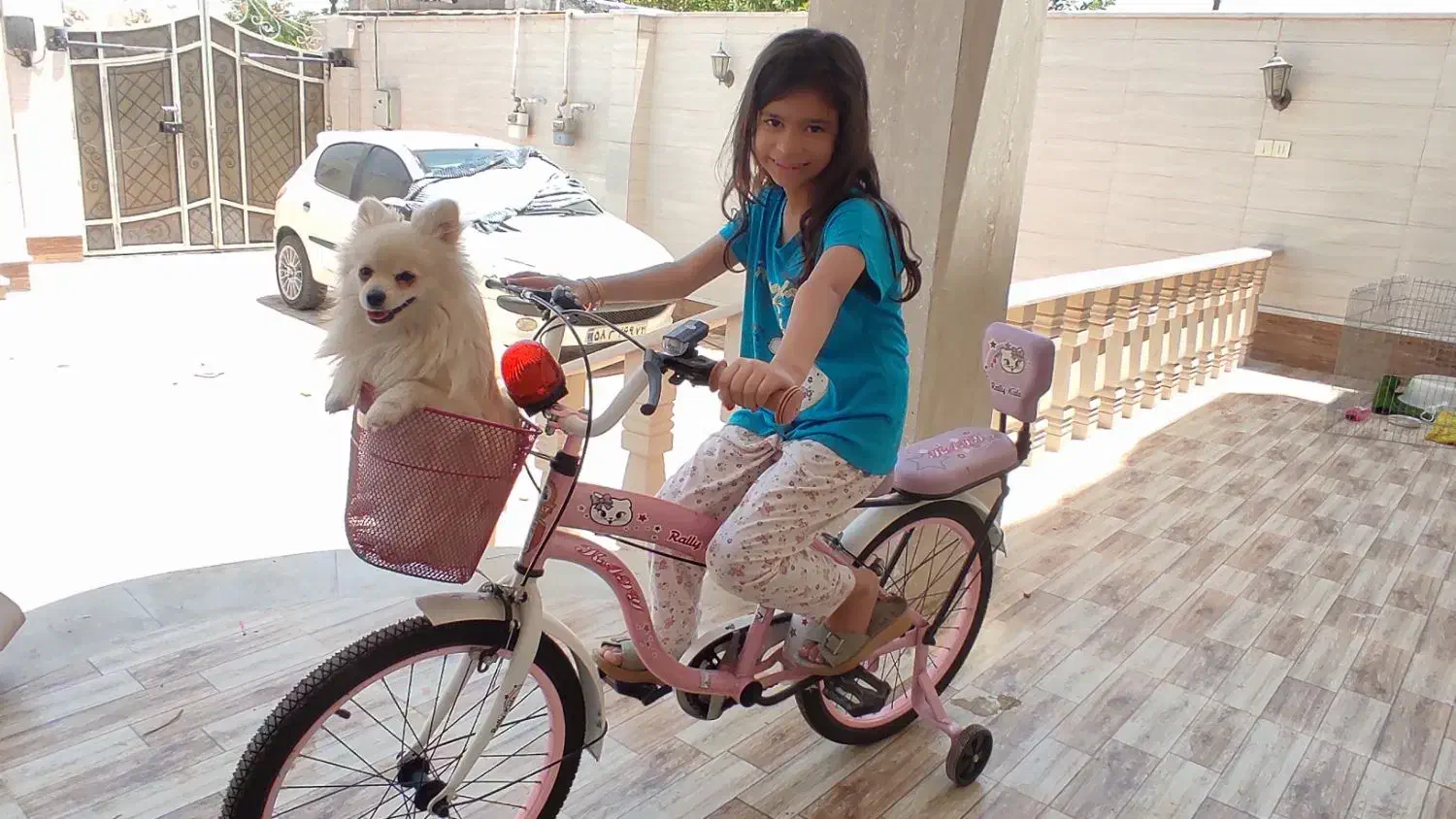 فروش سگ پامرانیان|سگ|شیراز, عفیفآباد|دیوار