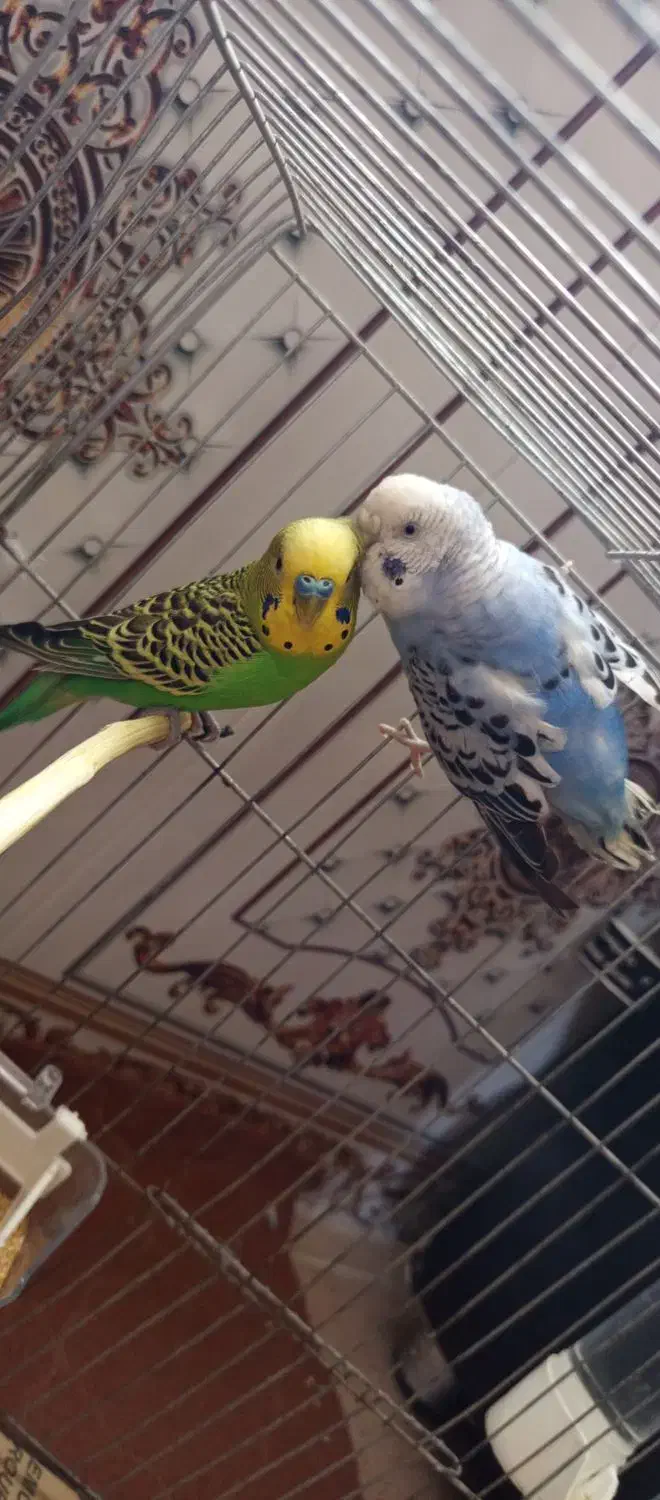 مرغ غشق|پرنده|سرپل ذهاب, |دیوار