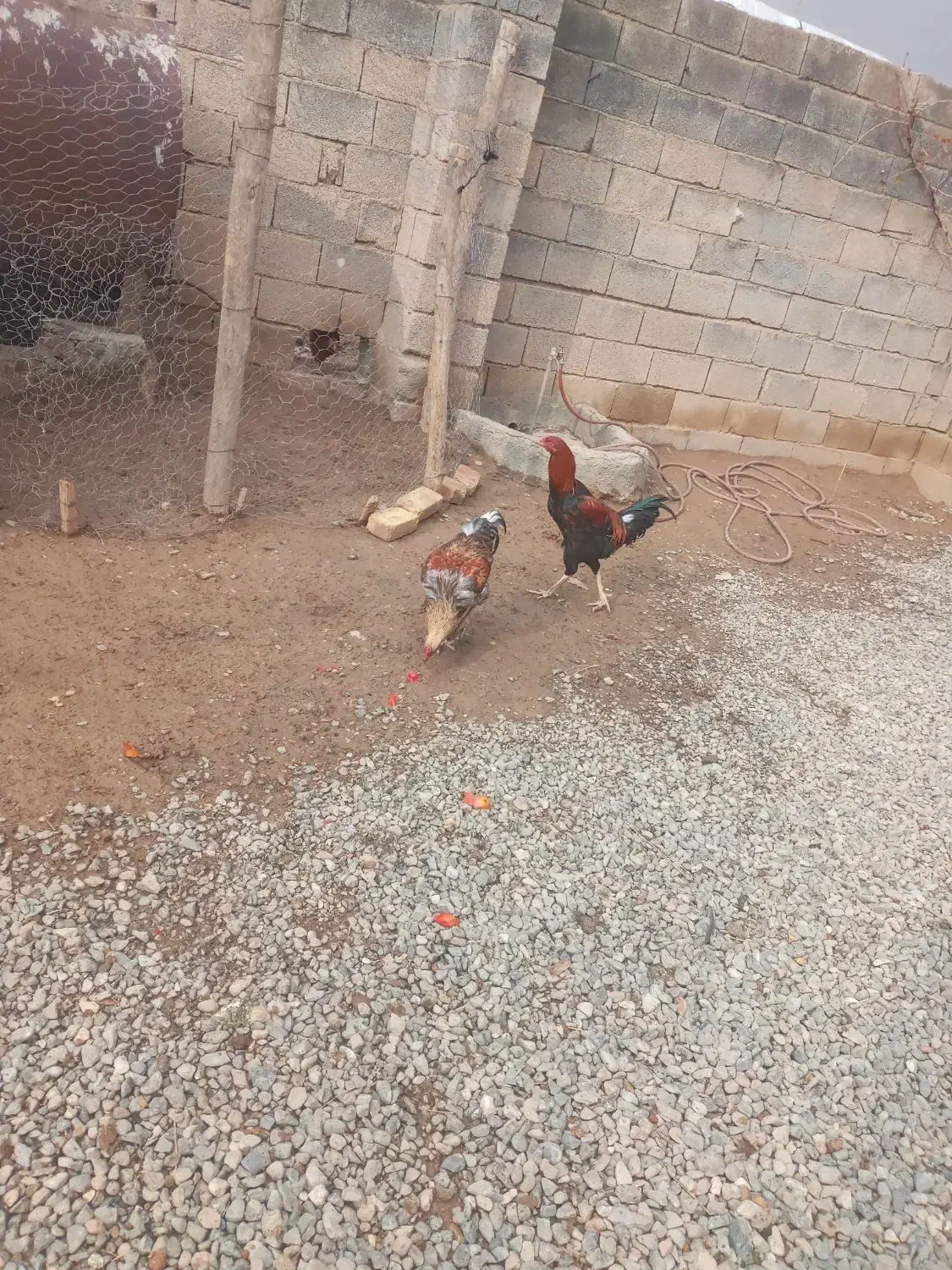 خروس لاری|حیوانات مزرعه|دینور, |دیوار