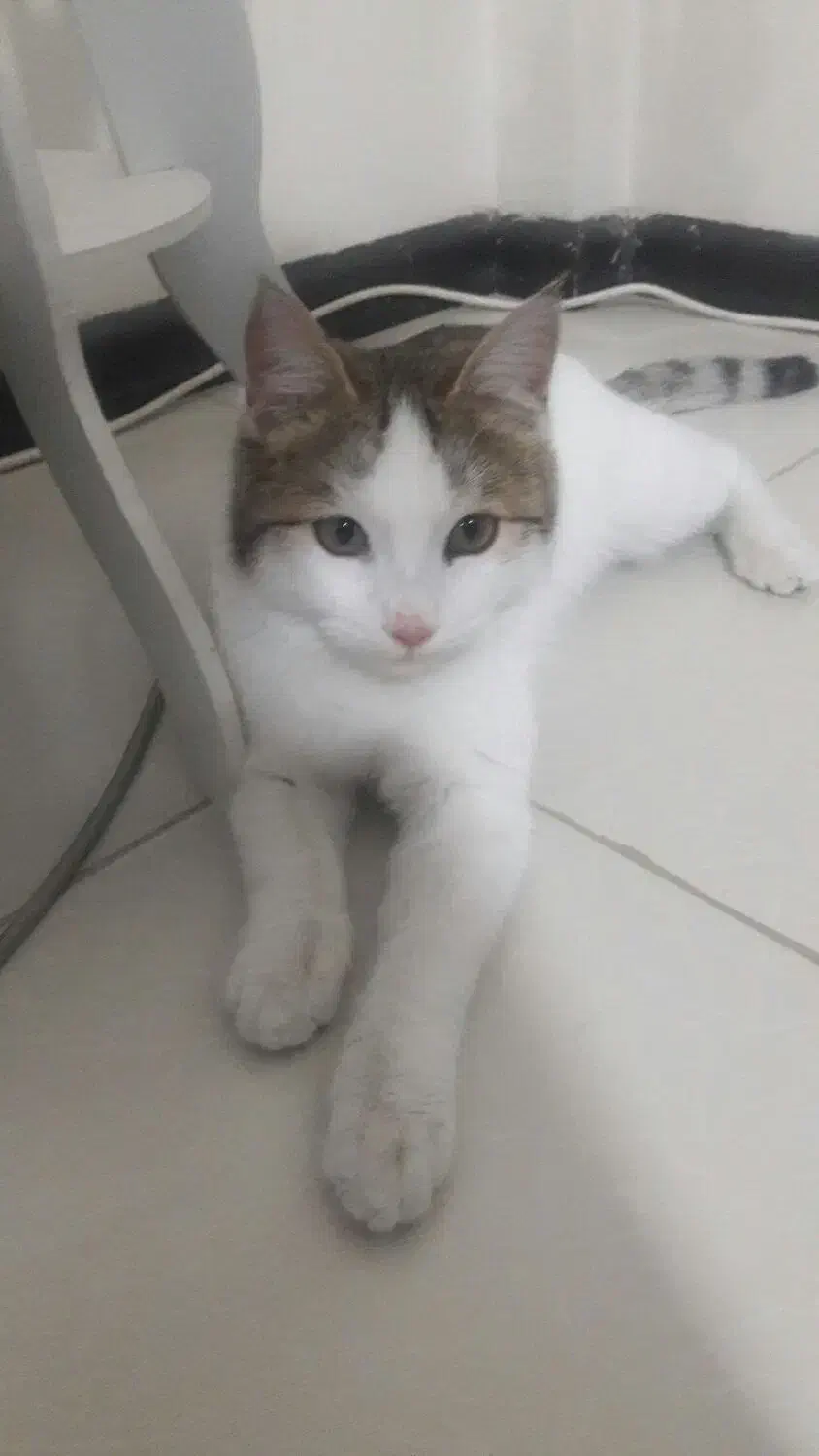 گربه نر dsh|گربه|رودهن, |دیوار