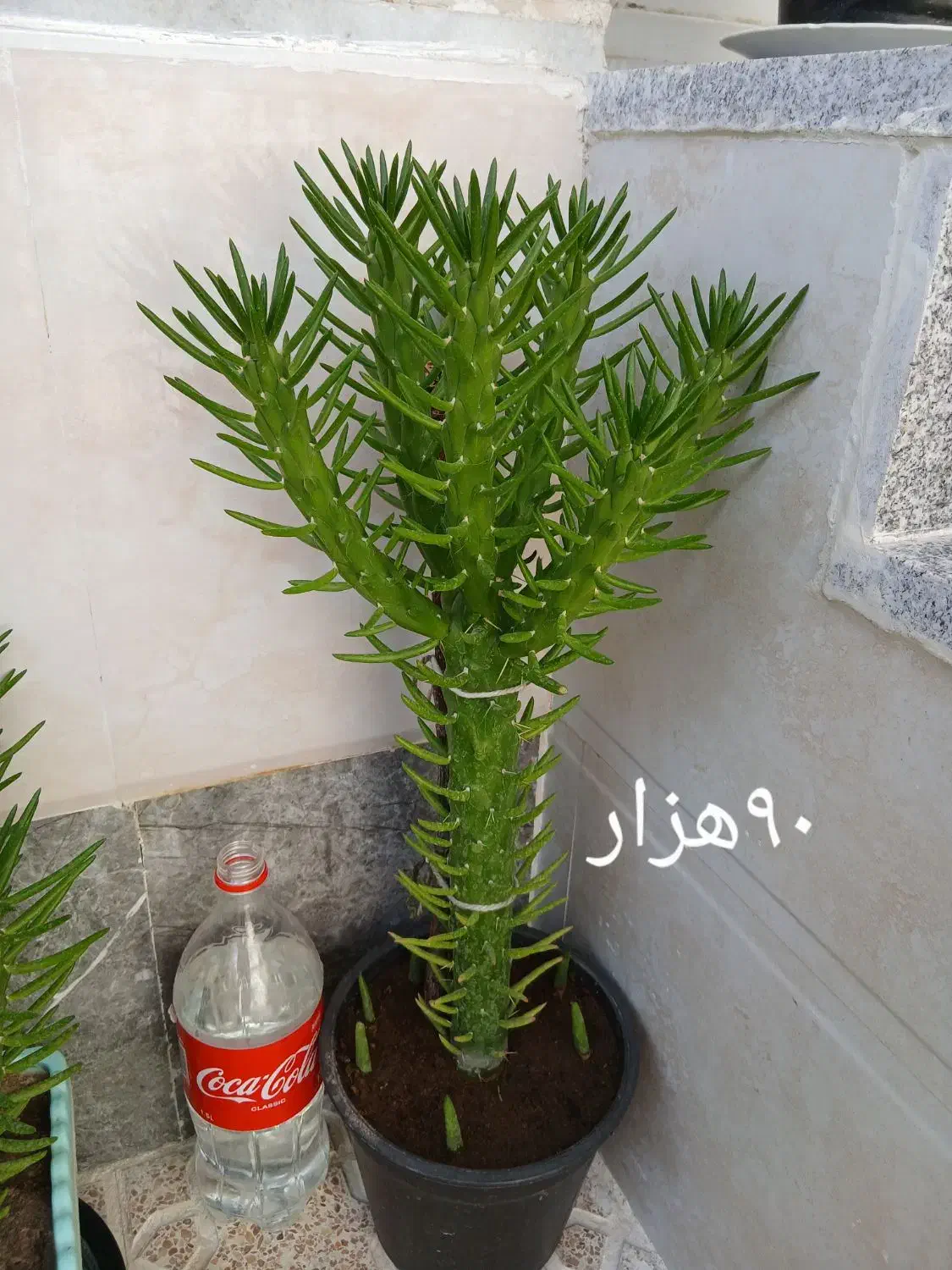 گلهای زیبا خانگی|گل و گیاه طبیعی|مرند, |دیوار