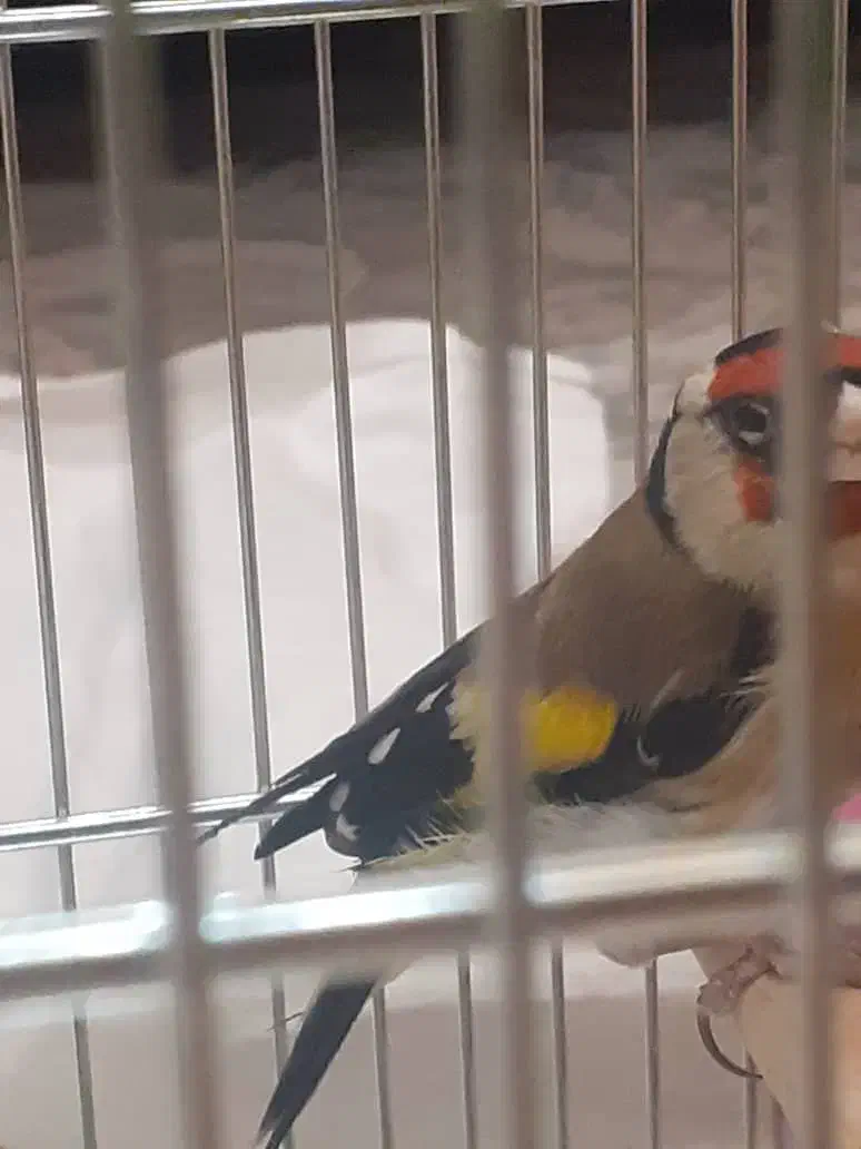 سهره نر|پرنده|شهریار, شهرک وائین|دیوار