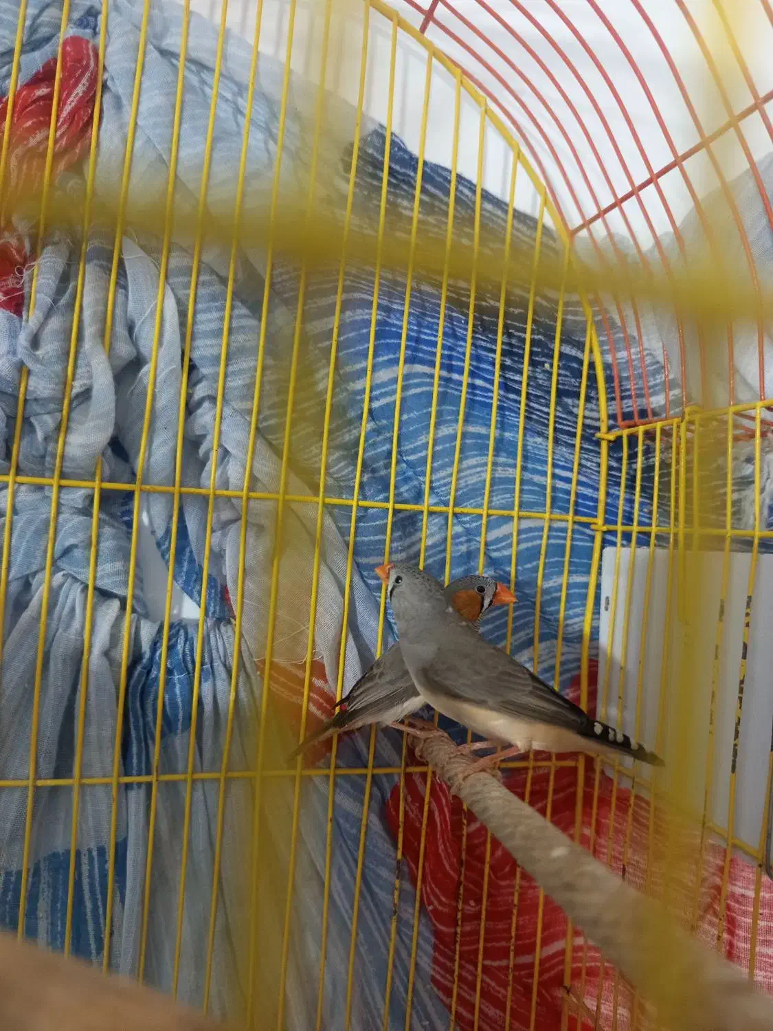 فنچ خونگی|پرنده|بیرجند, |دیوار