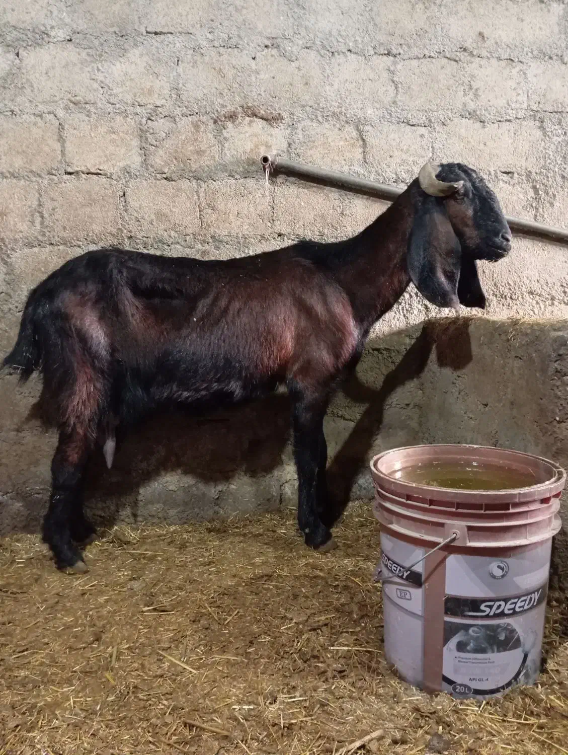 بز پاکستانی|حیوانات مزرعه|ربط, |دیوار