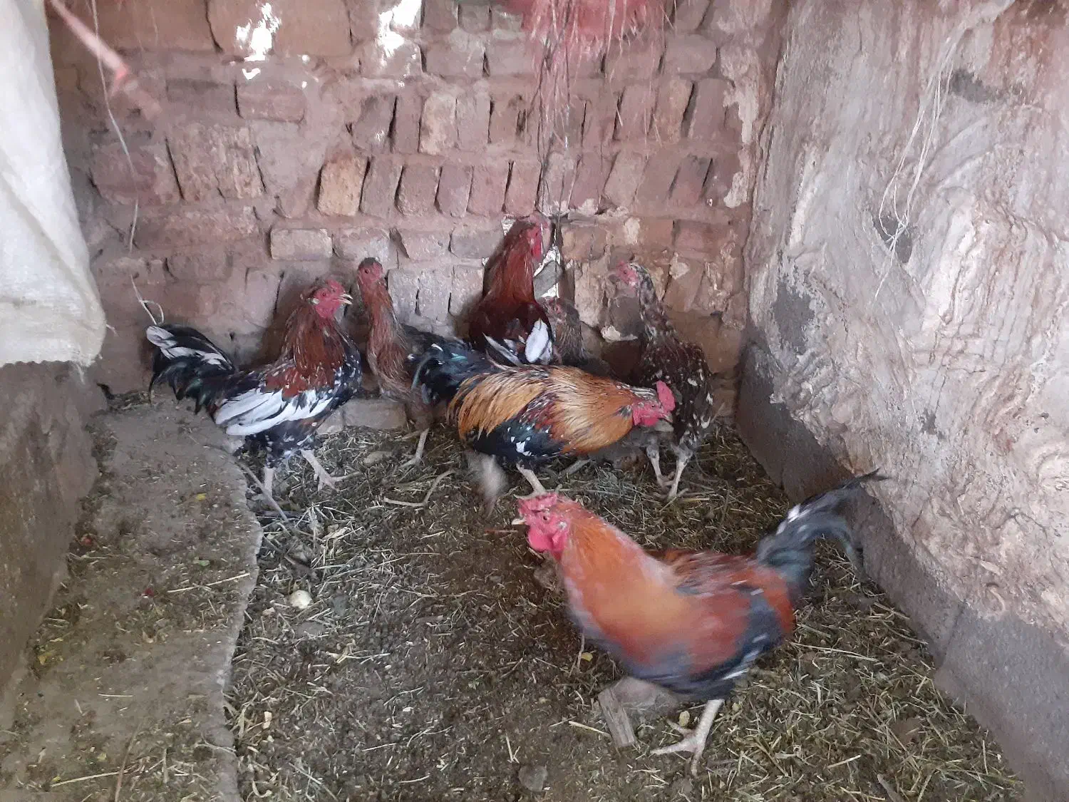 مرغ و خروس گلین بمی اصل|حیوانات مزرعه|ماهان, |دیوار