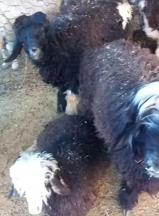 کره نر و بره نر|حیوانات مزرعه|بهبهان, |دیوار