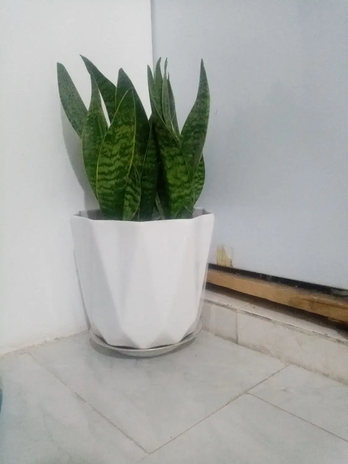 گل سانسوریا. گل ماداگاسکار|گل و گیاه طبیعی|محمدشهر, محمدشهر|دیوار