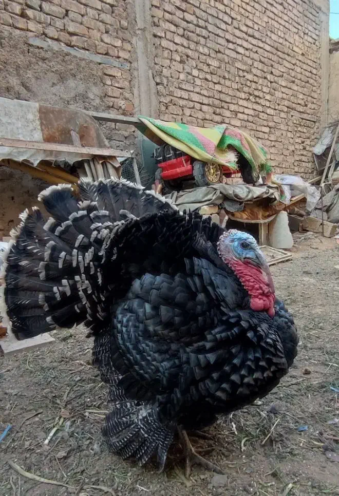 بوقلمون،خروس محلی،مرغ و خروس سلطان|حیوانات مزرعه|شیراز, شهرک قمشه|دیوار