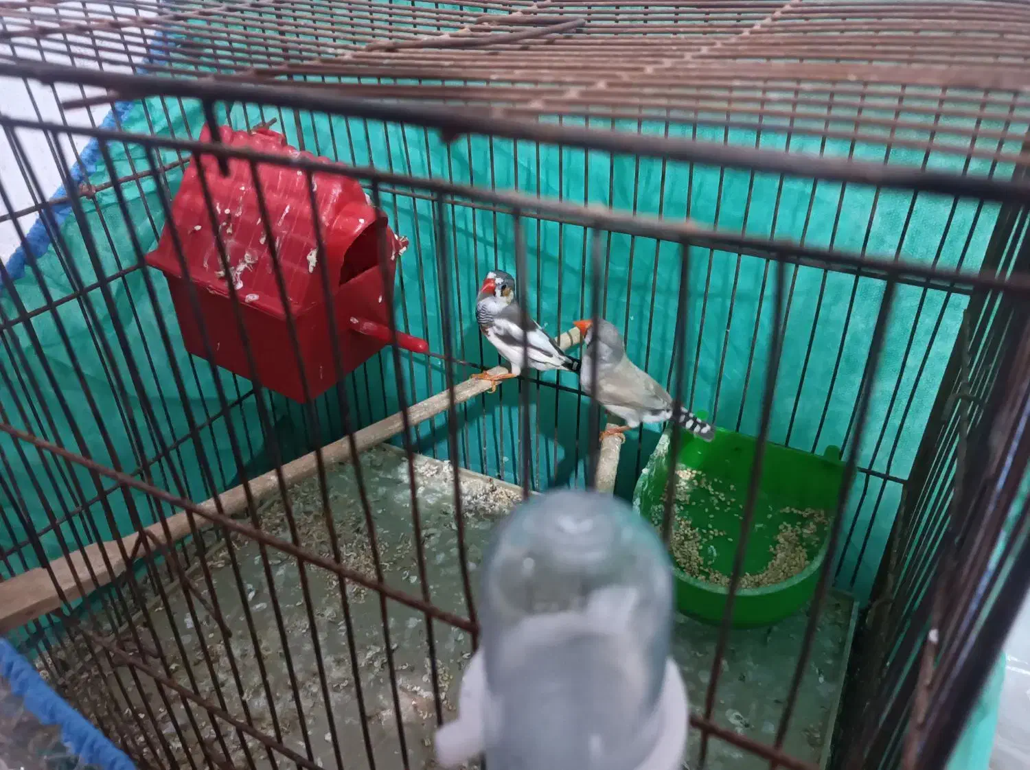 فنج|پرنده|میناب, |دیوار