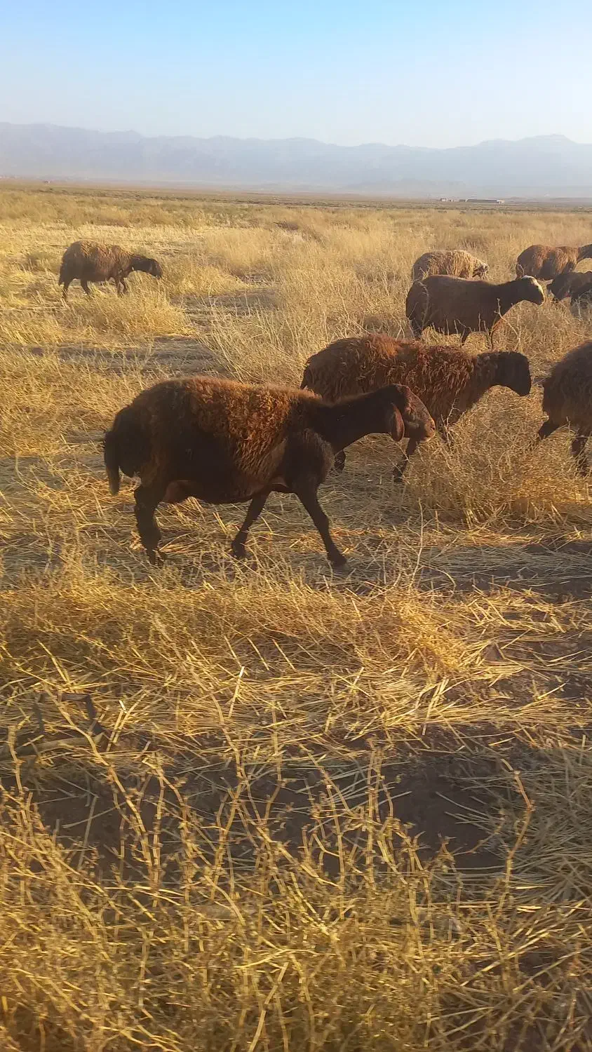 سگ ماده گله|سگ|اسحاق آباد, |دیوار