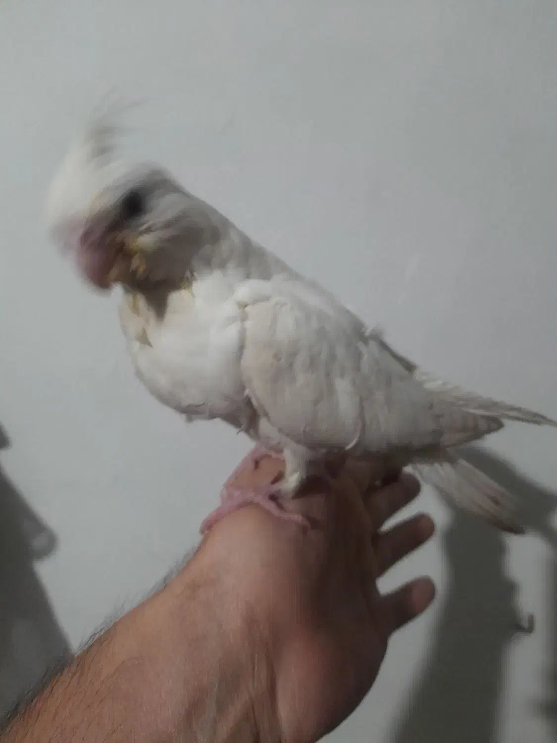 جوجه عروس هلندی آلبینو|پرنده|بروجرد, |دیوار