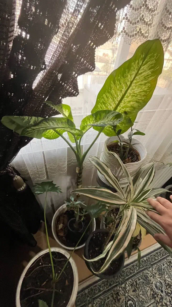 گلدان|گل و گیاه طبیعی|بندر انزلی, نیمه شعبان|دیوار