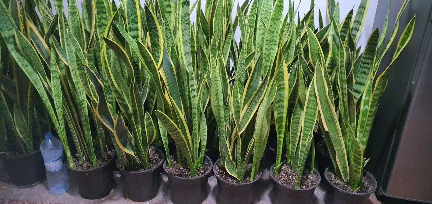 گیاهان آپارتمانی|گل و گیاه طبیعی|امامزاده عبدالله, |دیوار