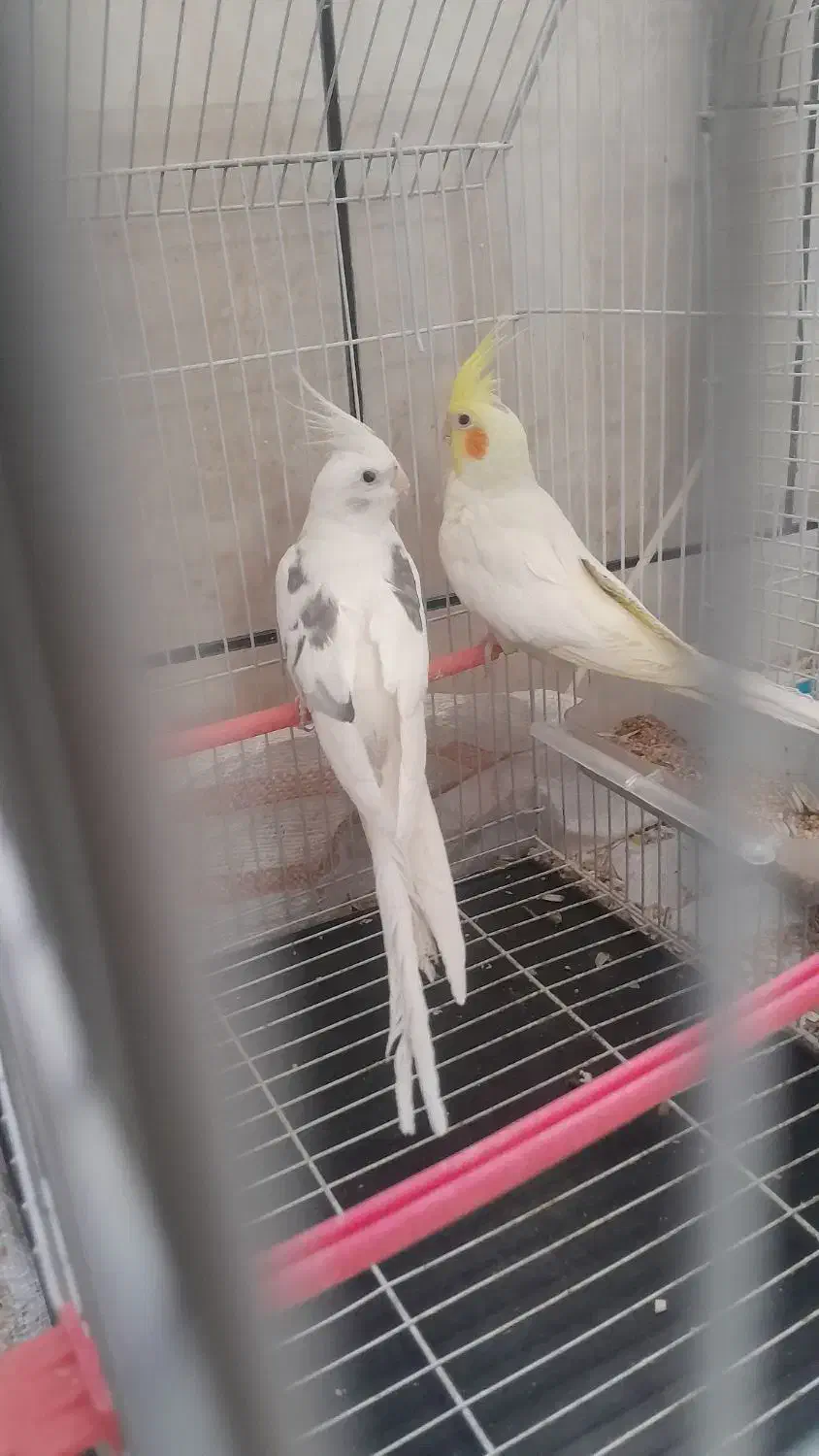 مرغ عروس|پرنده|کاشان, الغدیر|دیوار