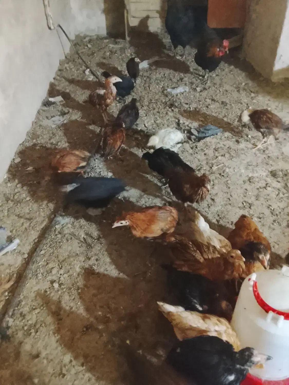 جوجه محلی|حیوانات مزرعه|تربت جام, جامرود|دیوار