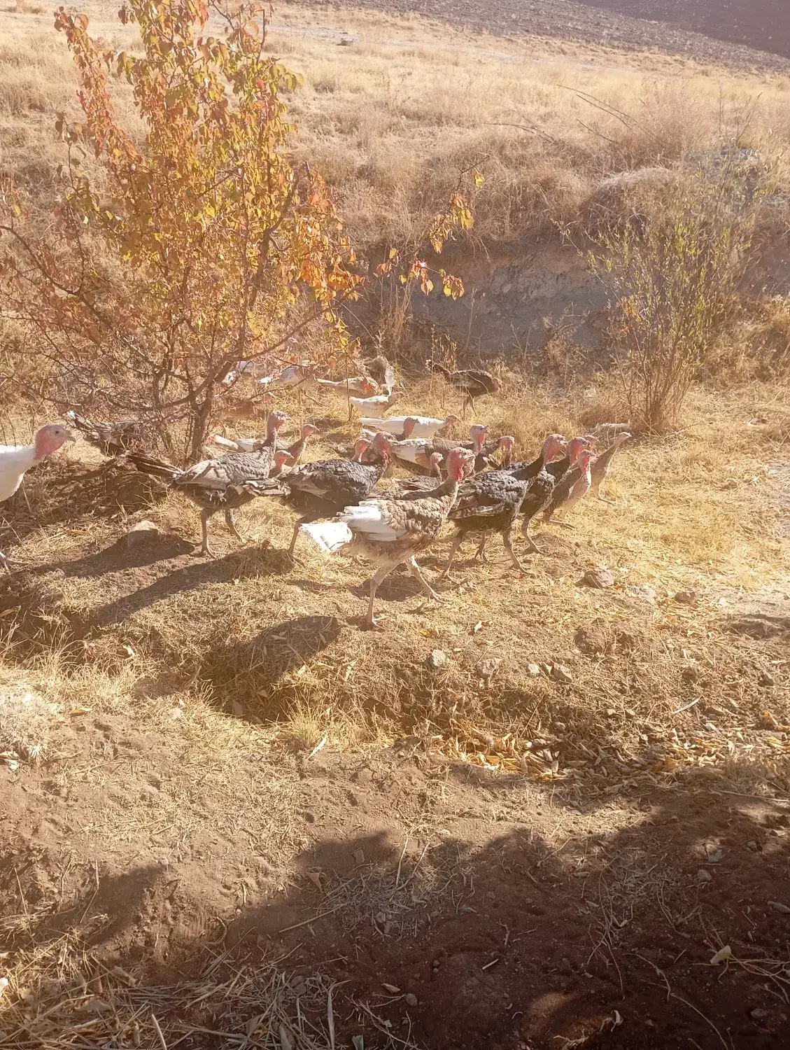 فروش بوقلمون|حیوانات مزرعه|امام, |دیوار