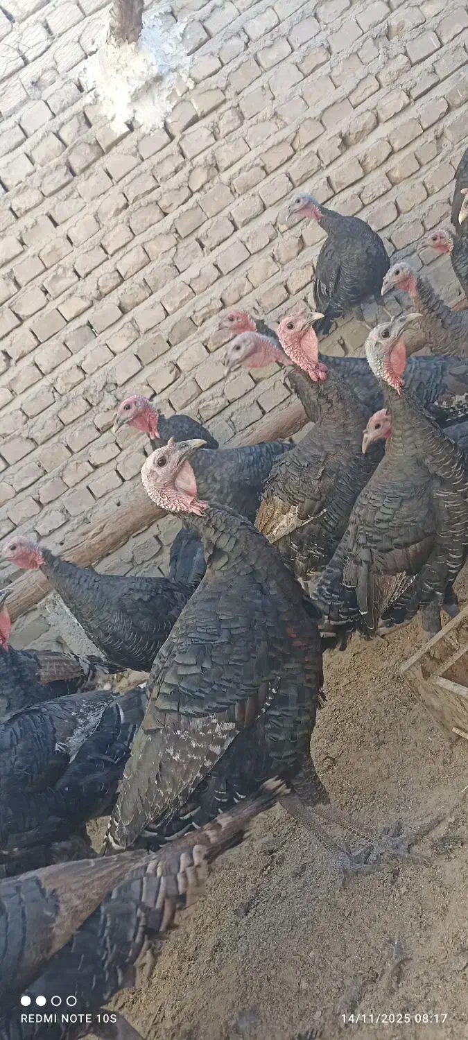 بوقلمون یک سال|حیوانات مزرعه|زابل, |دیوار