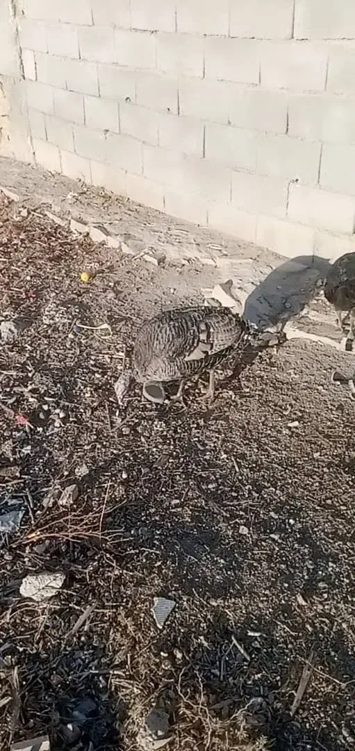 بوقلمون 2500|حیوانات مزرعه|دهدشت, |دیوار