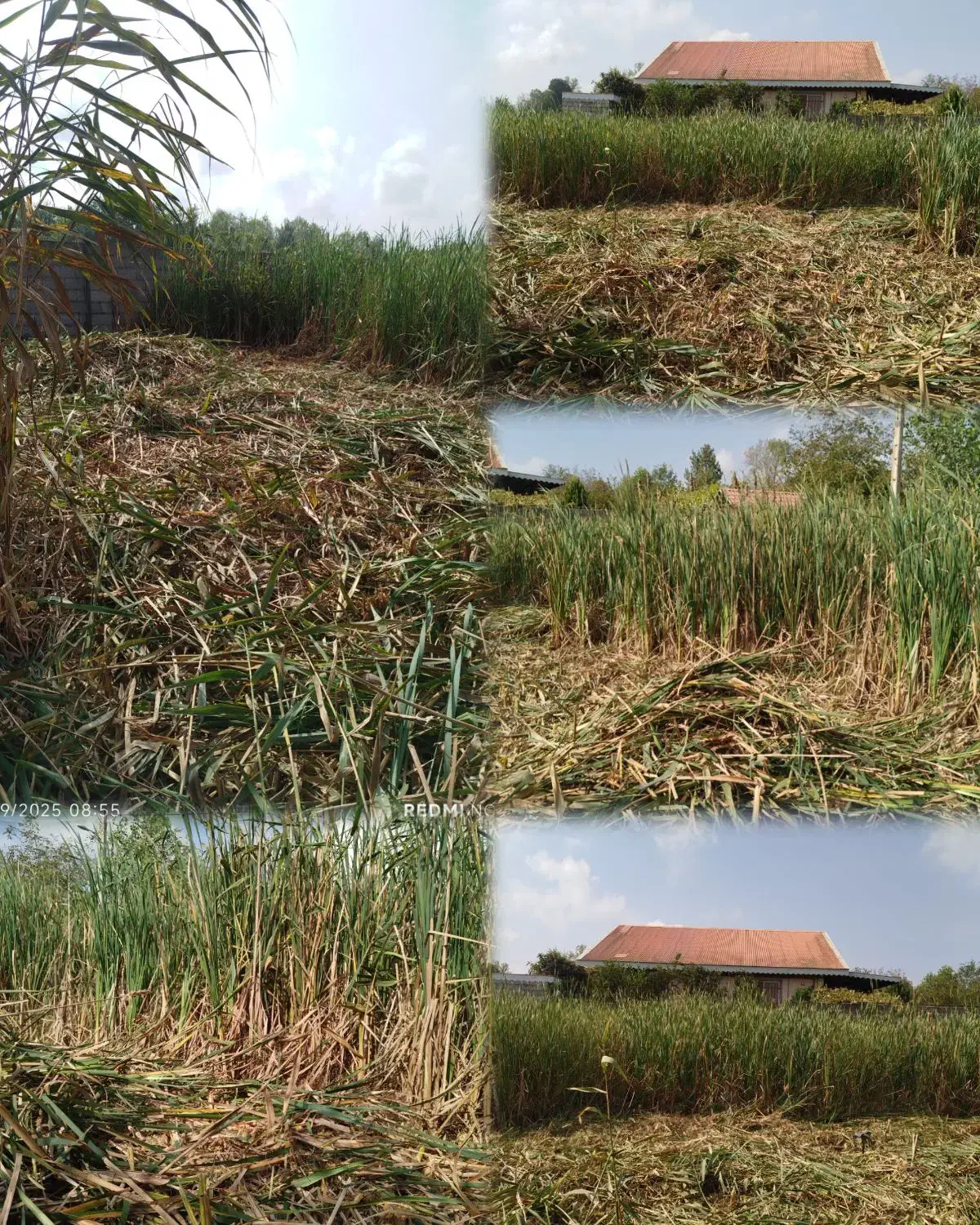 علفزنی چمن زنی و تمشک زنی|خدمات باغبانی و درختکاری|آستانه اشرفیه, |دیوار