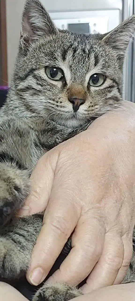 واگذاری فوری گربه|گربه|زنجان, |دیوار