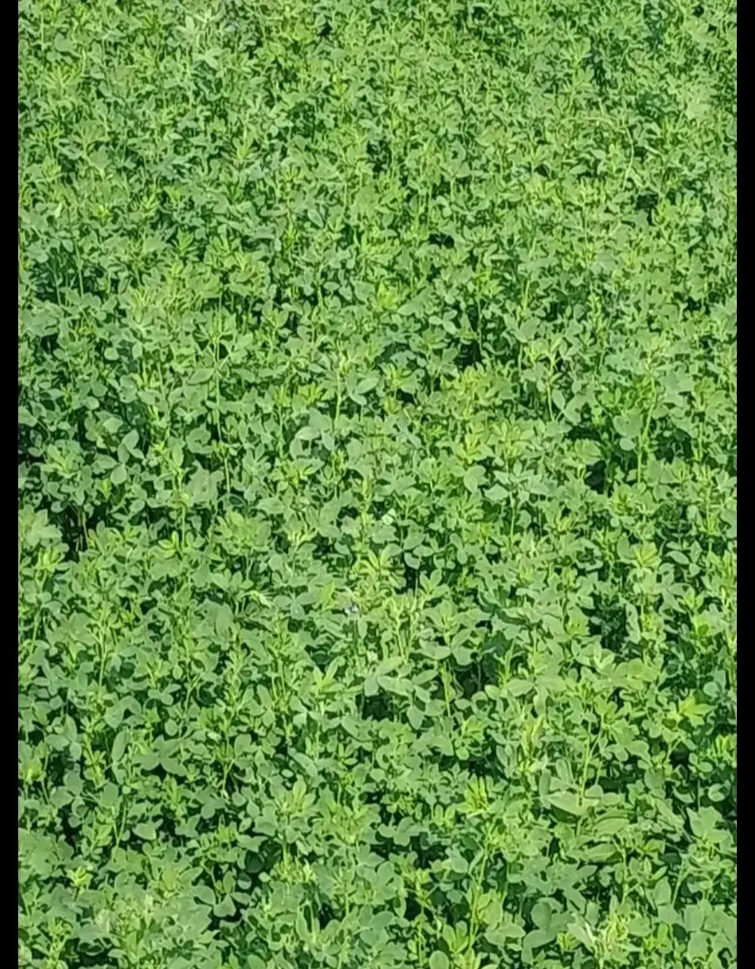 فروش یونجه|عمده‌فروشی|کوهدشت, |دیوار