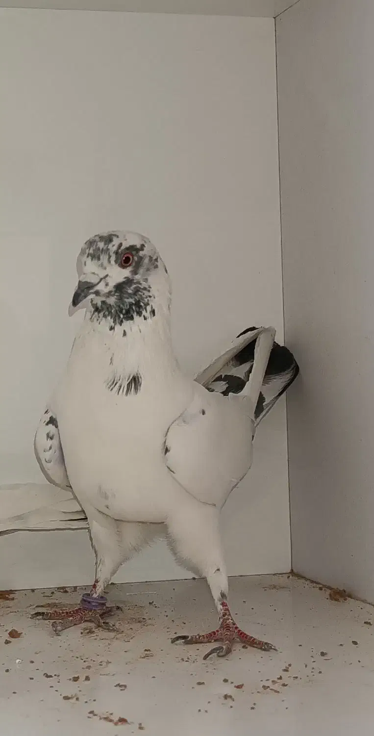 ک ف ت ر|حیوانات|محمدشهر, یزدیها|دیوار