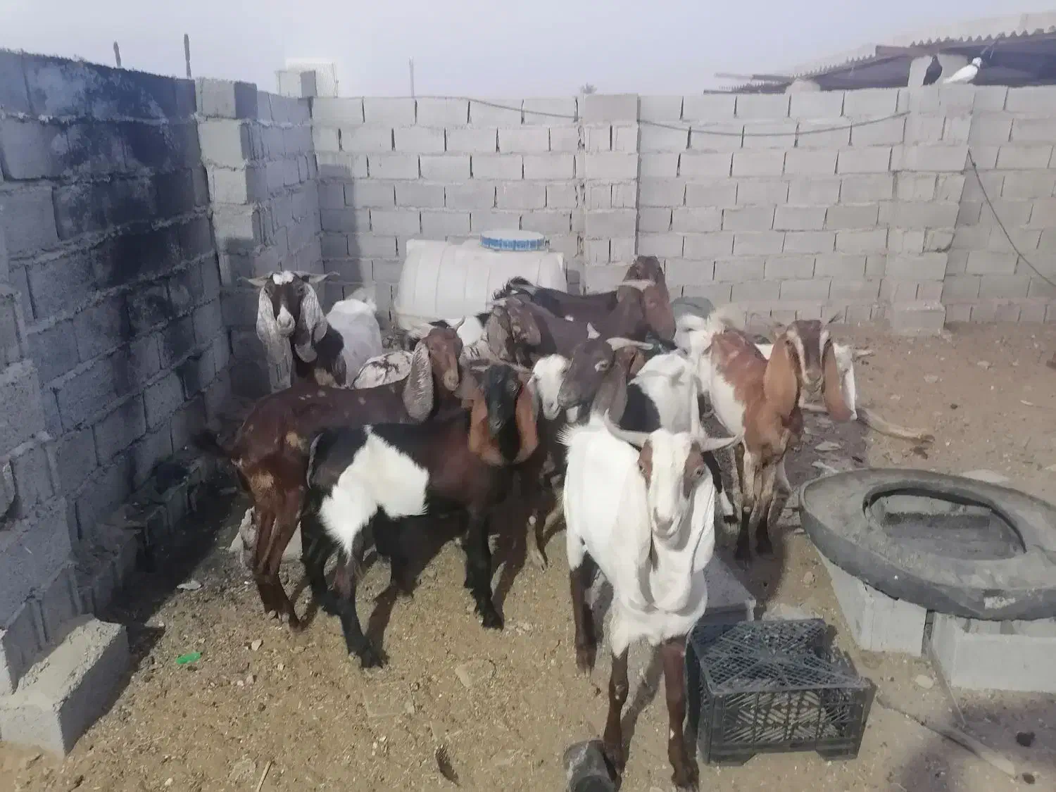 بز فروشی|حیوانات مزرعه|خرمشهر, |دیوار