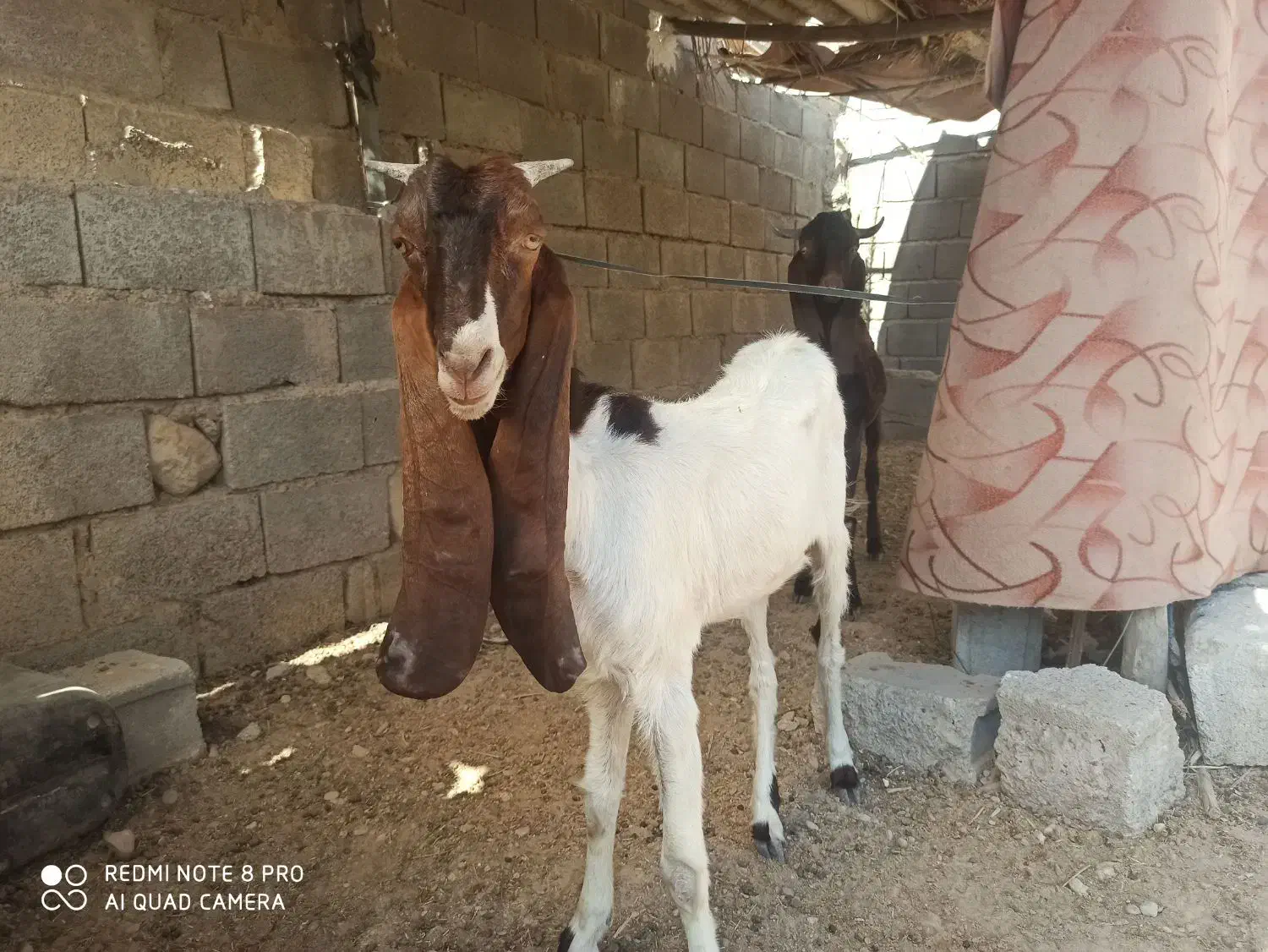 تیشتر پاکستانی|حیوانات مزرعه|کاکی, |دیوار