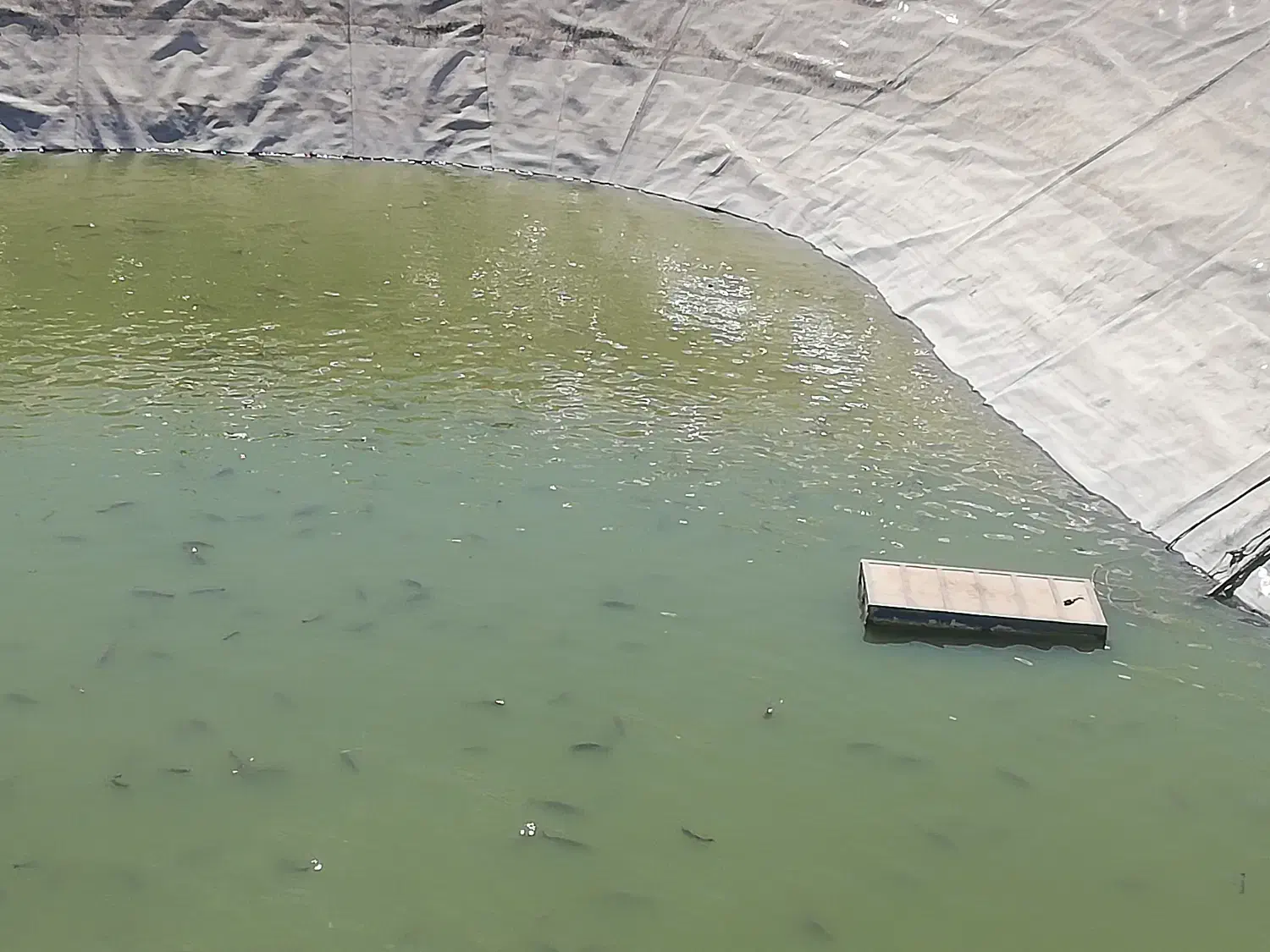 فروش ماهی کپور و آمور در استخر کشاورزی جهت طبخ|ماهی|ششده و قره بلاغ, |دیوار