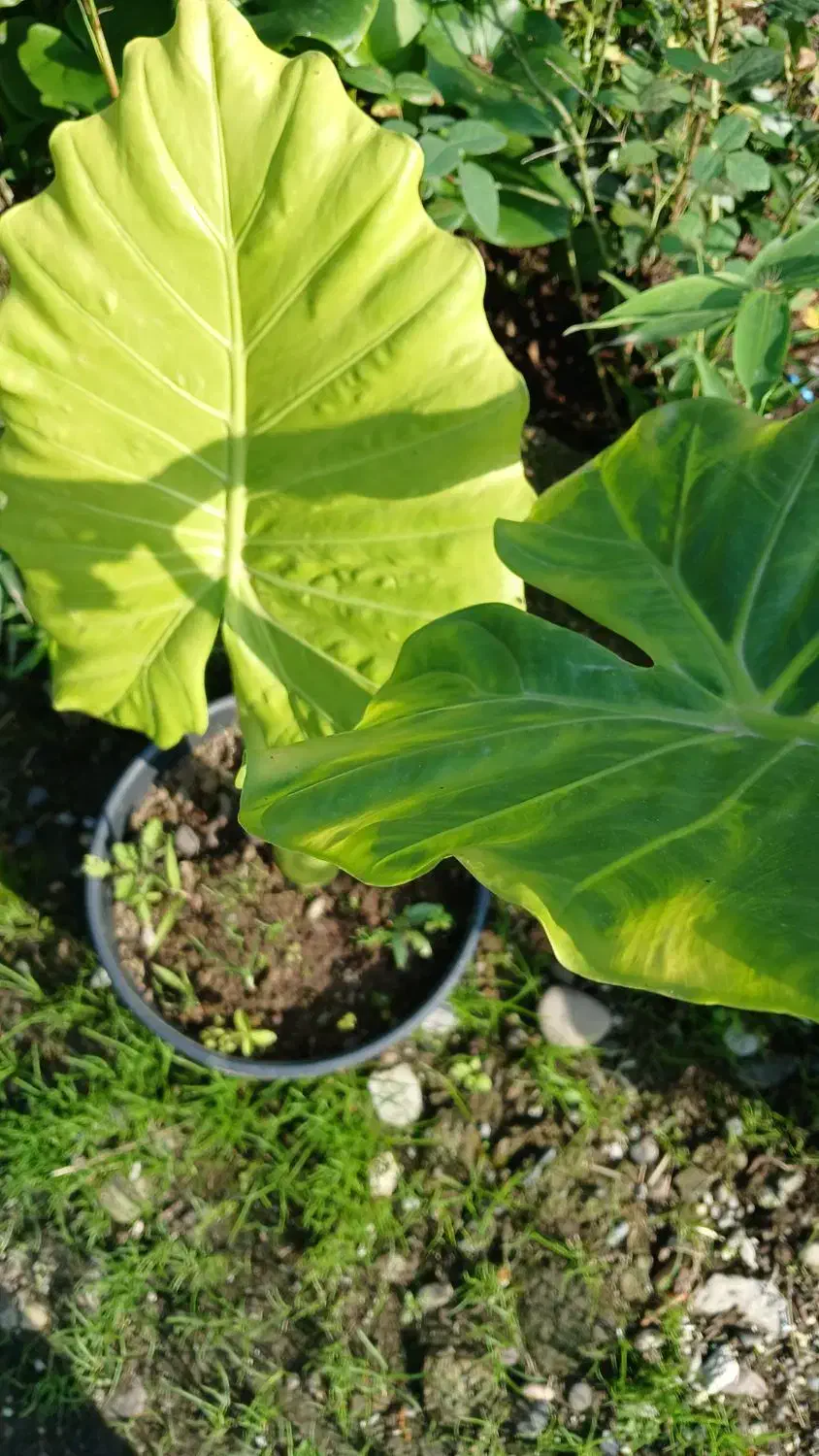 گل بابا ادم|گل و گیاه طبیعی|خمام, |دیوار