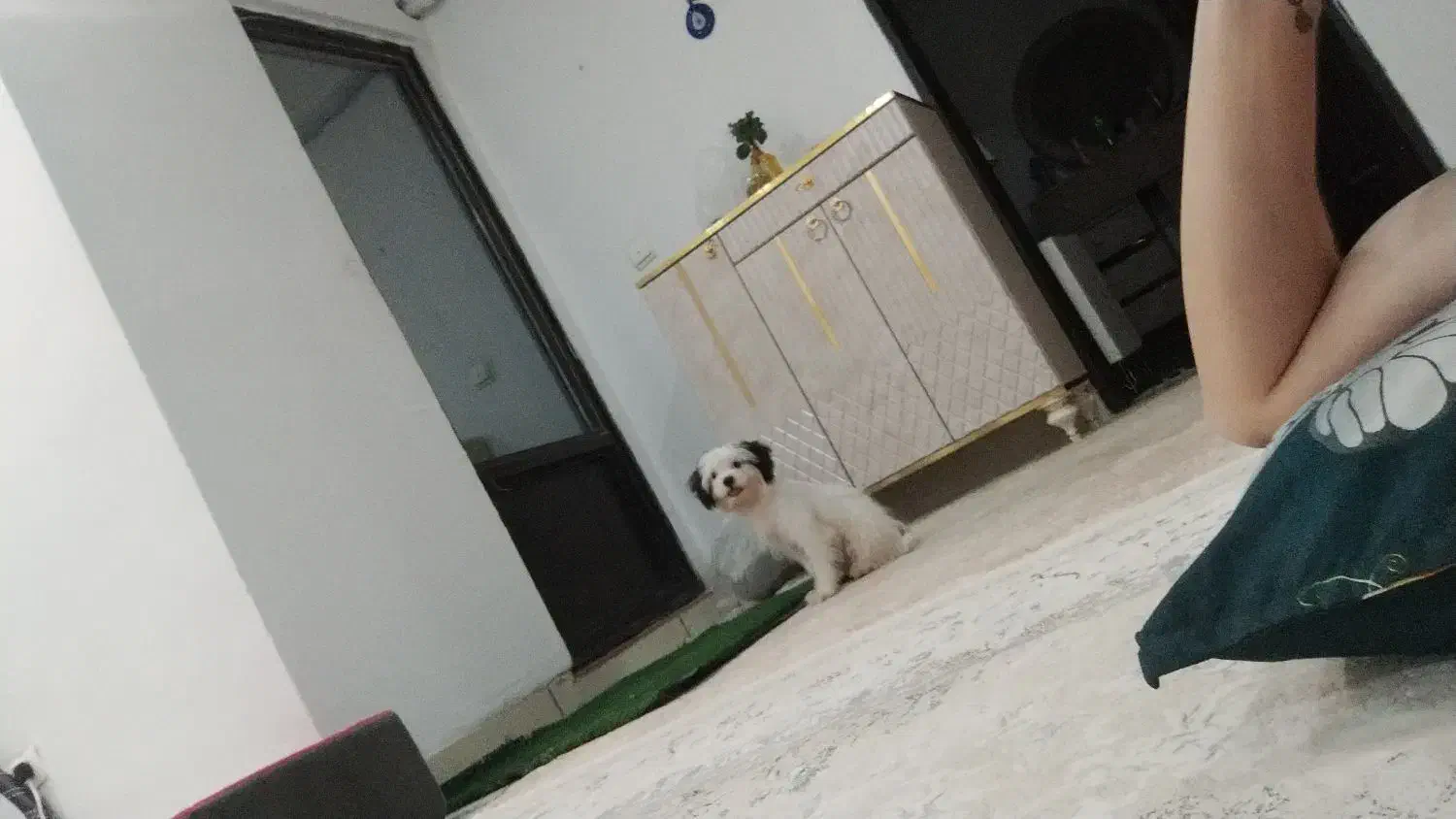 توله شیتزو 8ماهه|سگ|پاکدشت, پاکدشت (مامازند)|دیوار