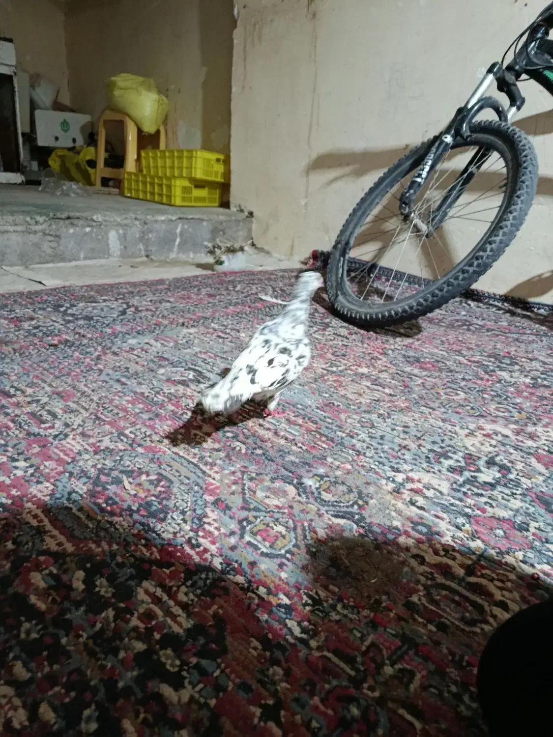 سور پلاکی مسافتی|پرنده|بم, |دیوار