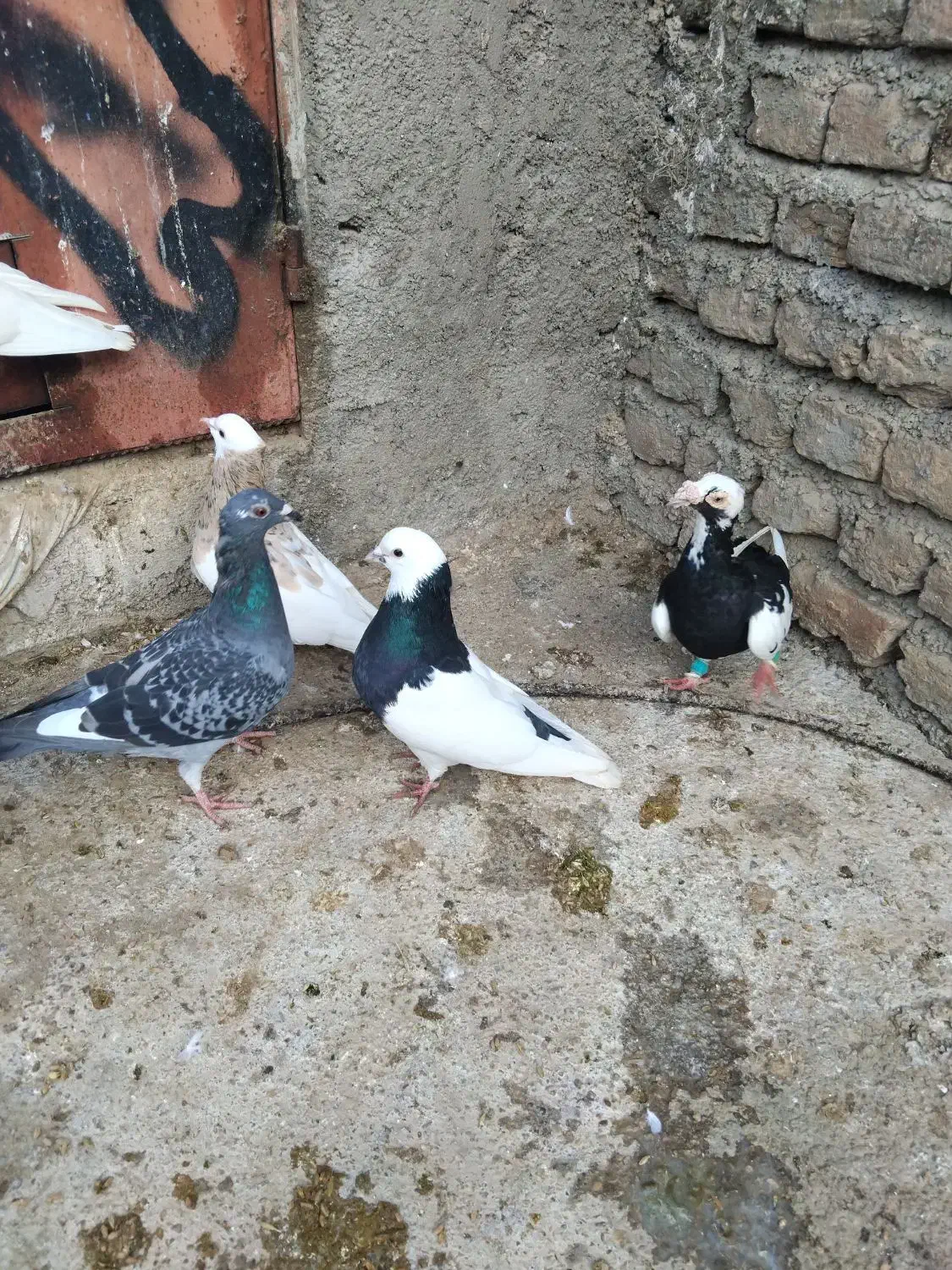 طوقی سیاه|پرنده|گالیکش, |دیوار