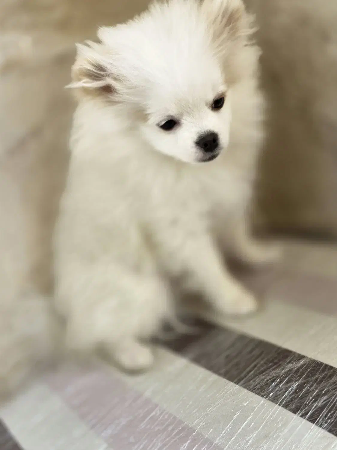 توله پامرانین|سگ|مشهد, هنرستان|دیوار