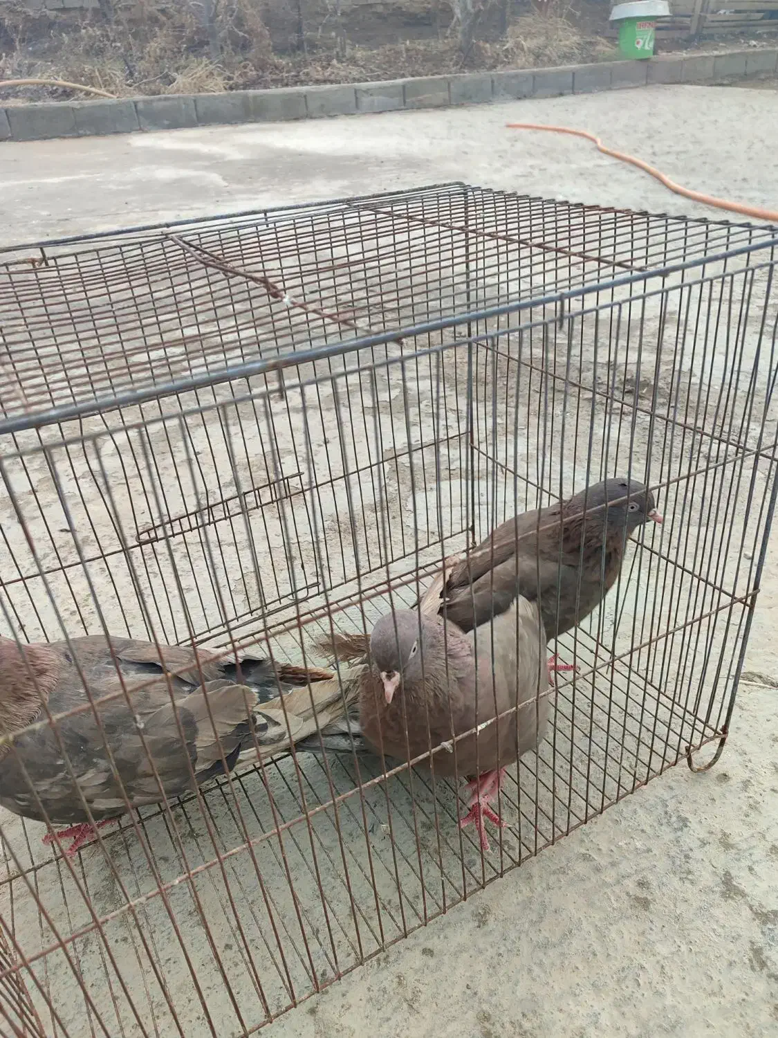 کفتر آتشی|پرنده|لیلان, |دیوار