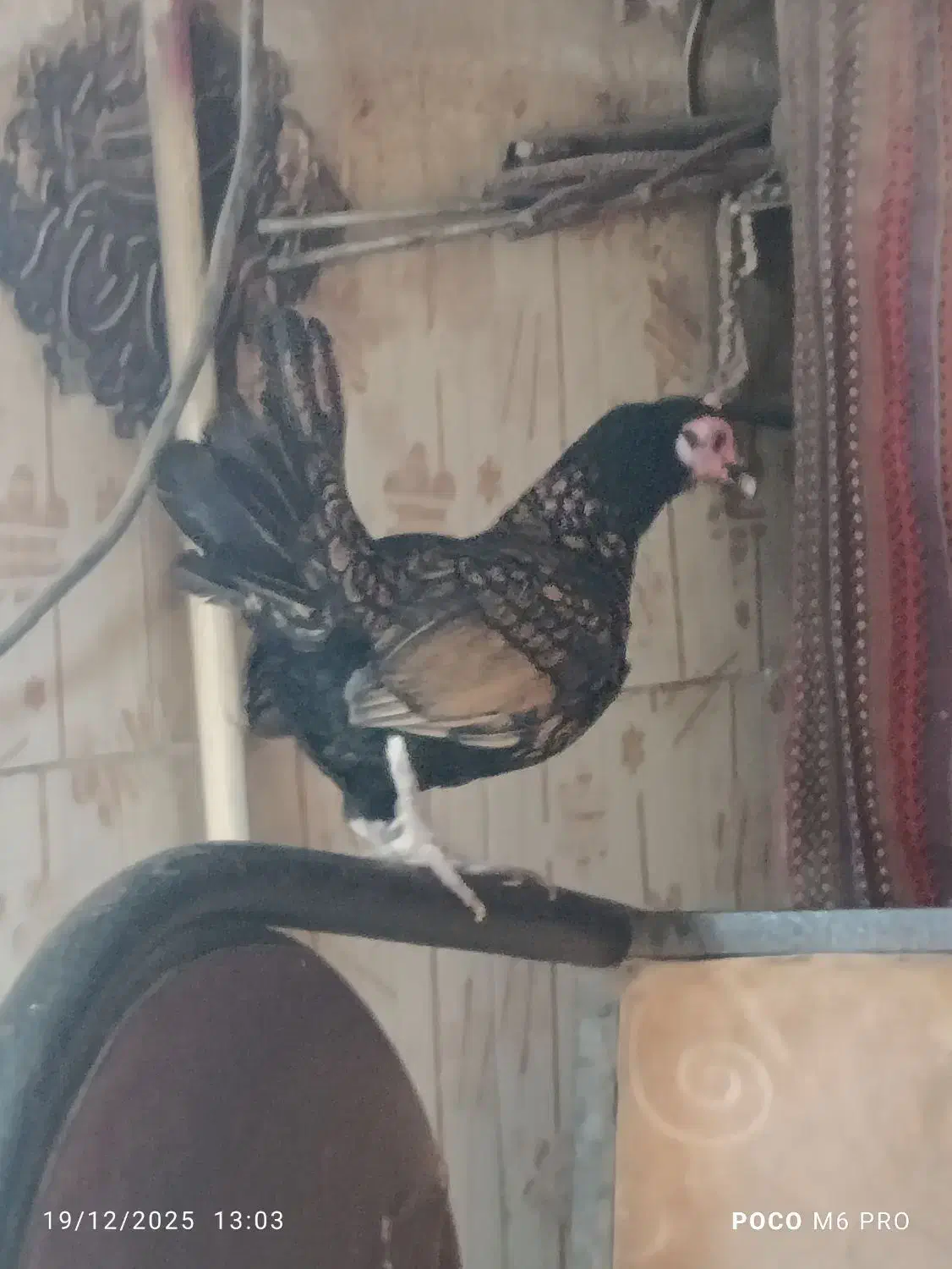 جوجه مرغ خروس سیبرایت زینتی|حیوانات مزرعه|کرمانشاه, |دیوار