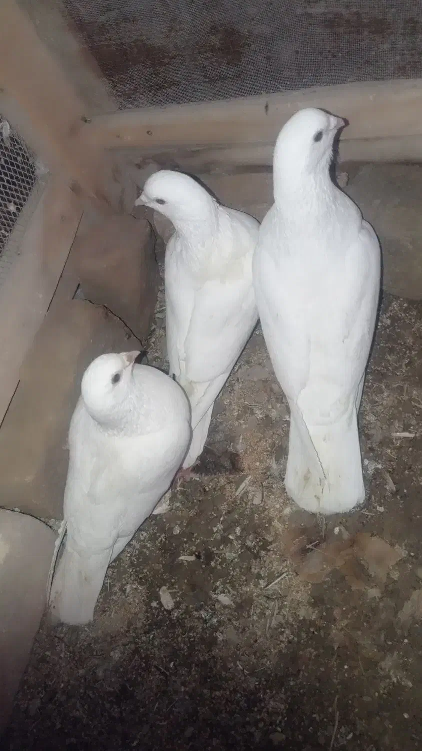 سفید آلمانی|پرنده|سراوان, |دیوار