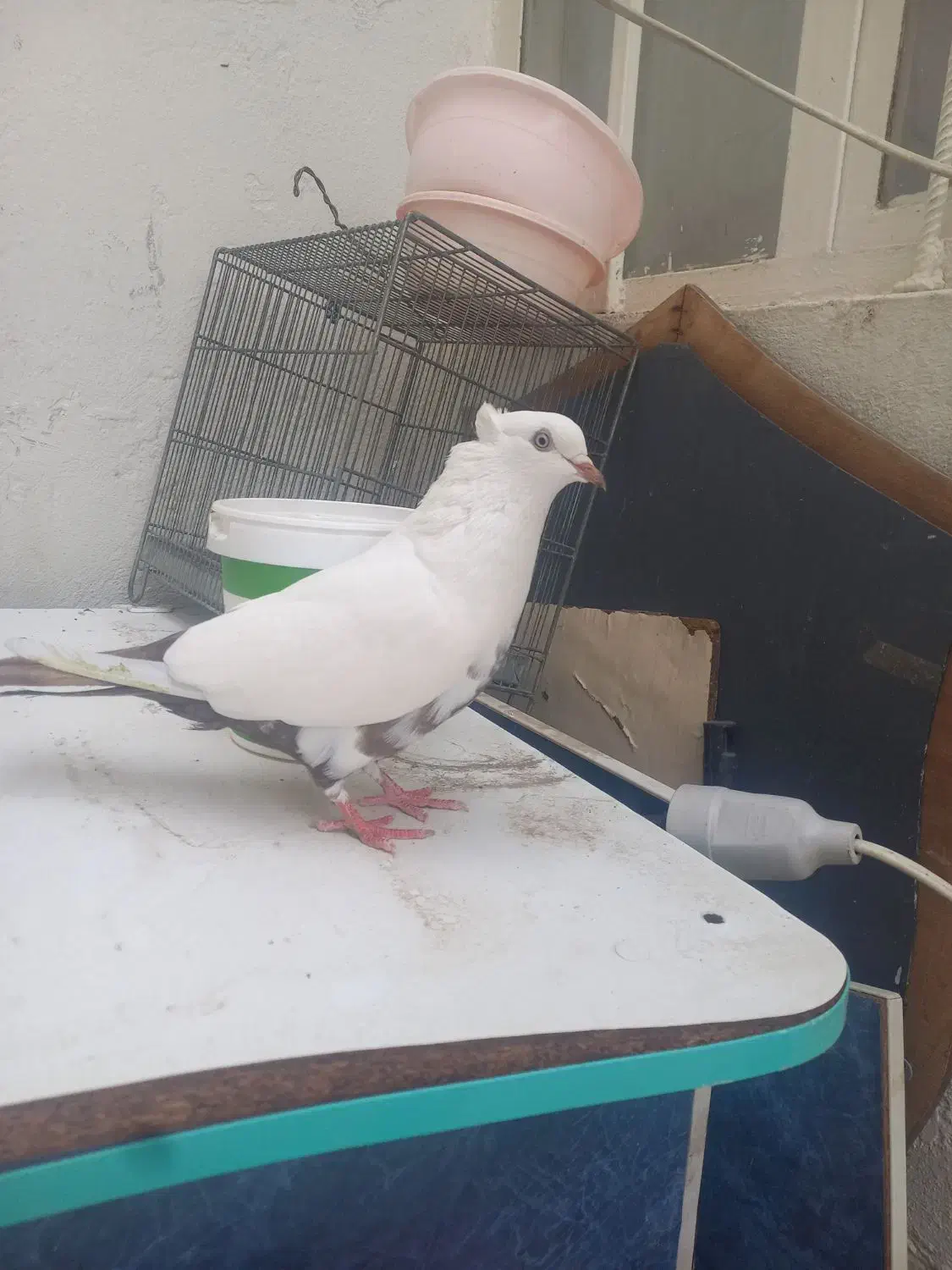 کبوتر دمبی|پرنده|شهریار, فرارت|دیوار