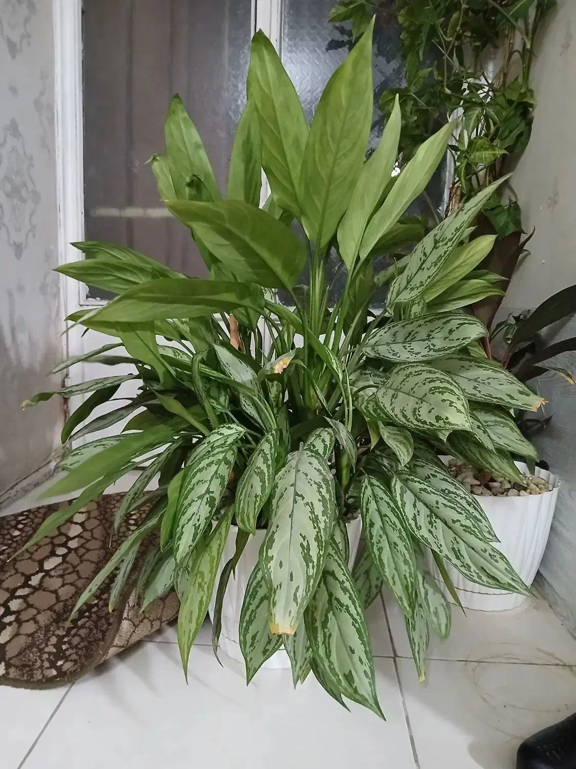 تعدادی گل طبیعی آپارتمانی|حراج|فردیس, فردیس|دیوار